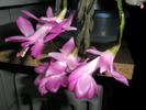 Zygocactus - flori 19.11
