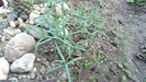 Euphorbia lathyris - plante juvenile