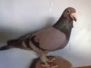 doryn