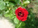 Miniature rose True Love, 17may09