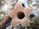 Stapelianthus decary - floare 27.08
