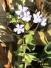 Vinca 1 apr 2009