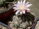 Gymnocalycium bruchii