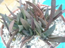 Aloe cv. Black Gem
