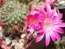 Rebutia violaciflora