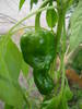 Padron Pepper (2009, July 09)