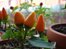Salsa Orange Pepper (2009, Nov.08)