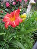 Hemerocallis rosu 16 iun 2009 (2)