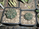 Gymnocalycium baldianum 31.10