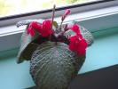 episcia cupreata