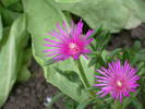 Delosperma cooperi