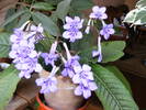 Streptocarpus