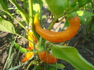 Orange Cayenne Pepper (2009, Aug.18)