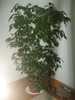 ficus benjamina