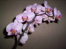 Orhidee 25 noi 2008