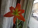 Hippeastrum portocaliu