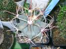 Ferocactus emory