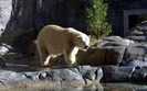 110_polarbear_1440x900