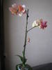 Orhidee Phalaenopsis 17 iul 2009 (3)