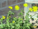 Doronicum iarba ciutei 31 mart 2009