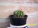 Cactus Echinopsis 28 apr 2009