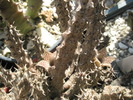 Stapelianthus decaryi - 22.09