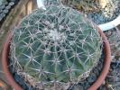 Echinocactus texensis