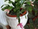 schlumbergera