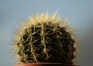 echinocactus grusonii