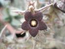 Caralluma - detaliu floare