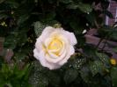 trandafir alb 6 iun 2007 (2