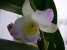 Dendrobium nobile