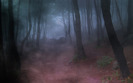 Forest_Fog_Bryce_5.5