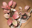 Episcia Showtime 2