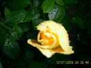 trandafirii (21)
