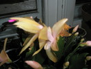 Schumbergera galbena - floare