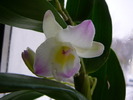 Dendrobium nobile