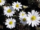 anemone blanda white splendor