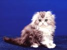 Scottish Fold2