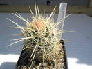 Ferocactus potsii v. alamosanos
