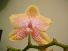 Phalaenopsis