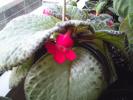 episcia