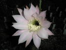 Echinopsis floare roz - 17.06