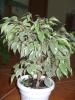 ficus benjamina