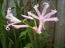 Nerine Bowdenii 22 aug 2008 (2)