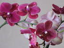 Orhidee Phalaenopsis 17 iul 2009 (2)