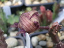 Stapelia schinzii - floare trecuta