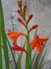 Crocosmia_Montbretia (2009, Aug.29)