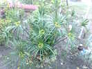 cyperus