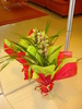 CYMBIDIUM